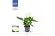 Anthurium andr. karma white 