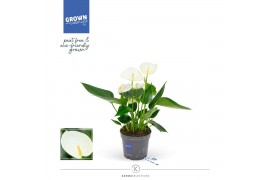 Anthurium andr. karma white