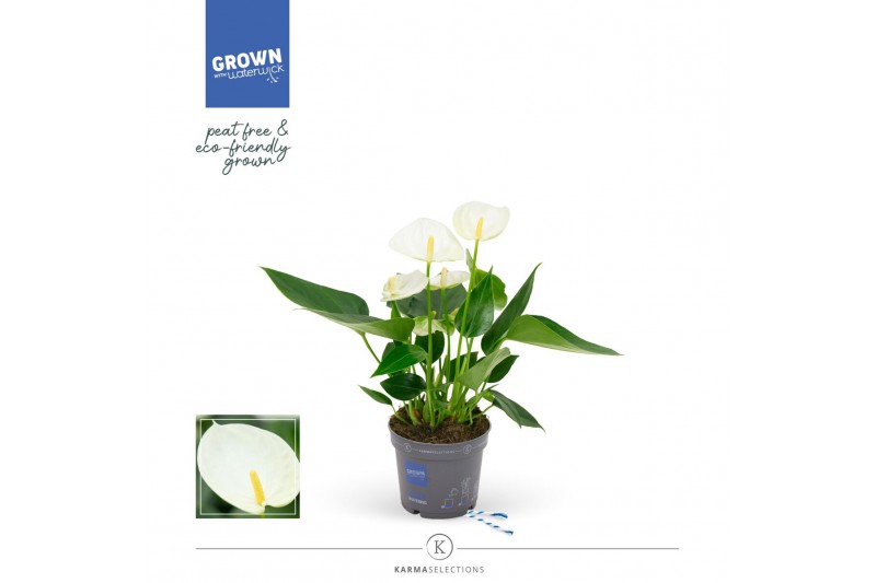 Anthurium andr. karma white 