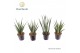 Sansevieria cylindrica Sansevieria mix basic mix P12 