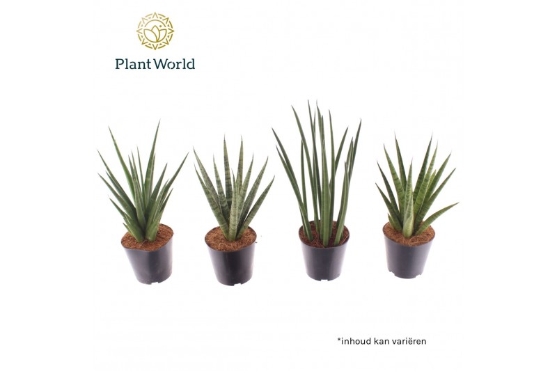 Sansevieria cylindrica Sansevieria mix basic mix P12 
