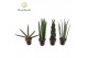 Sansevieria cylindrica Sansevieria mix P8.5 
