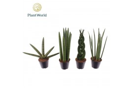 Sansevieria cylindrica Sansevieria mix P8.5