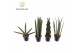 Sansevieria cylindrica Sansevieria mix P10,5 