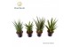 Sansevieria cylindrica Sansevieria mix 