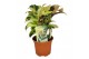 Calathea fusion yellow 