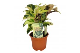 Calathea fusion yellow