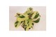 Calathea fusion yellow 