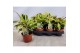 Calathea fusion yellow 