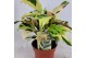 Calathea fusion yellow 
