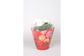 Rosa favourite white Rosa Favourite Roses white schaal +seizoenshoes