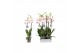 Phalaenopsis bohemian goya 2 tak - 18+ bloemen 