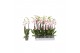 Phalaenopsis bohemian goya 2 tak - 18+ bloemen 