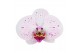 Phalaenopsis bohemian goya 2 tak - 18+ bloemen 