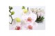 Phalaenopsis bohemian goya 2 tak - 18+ bloemen 