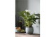 Anthurium andr. karma white 