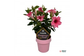 Mandevilla sundaville flamingo pink op rek