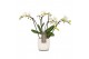 Phalaenopsis multiflora wit Theatro Funk 4 spike in Lazio White 16 bl. 