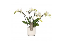 Phalaenopsis multiflora wit Theatro Funk 4 spike in Lazio White 16 bl.