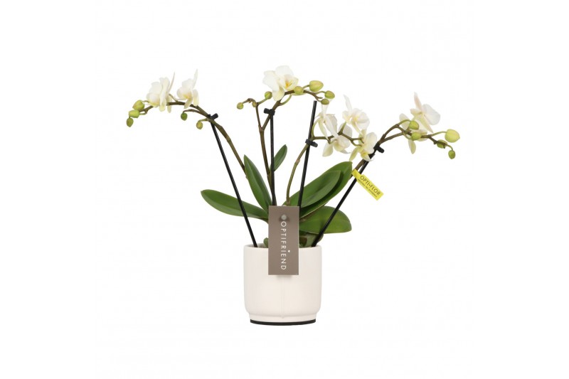 Phalaenopsis multiflora wit Theatro Funk 4 spike in Lazio White 16 bl. Phalaenopsis multiflora wit Theatro Funk 4 spike in Lazio White 16 bl.