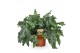 Phlebodium aureum davana 