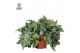 Phlebodium aureum davana air so pure 