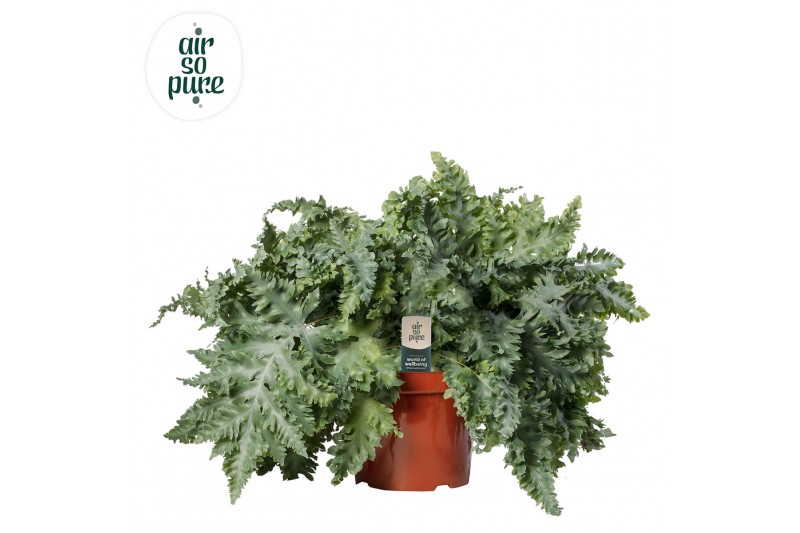 Phlebodium aureum davana air so pure 