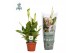 Spathiphyllum chopin 3+ bloem - AirSoPure 