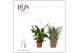 Spathiphyllum chopin 3+ bloem - Blanco hoes 