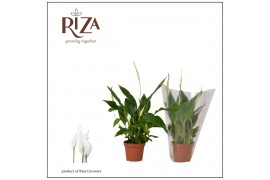 Spathiphyllum chopin 3+ bloem - Blanco hoes