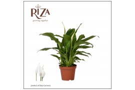 Spathiphyllum chopin 3+ bloem - Zonder hoes