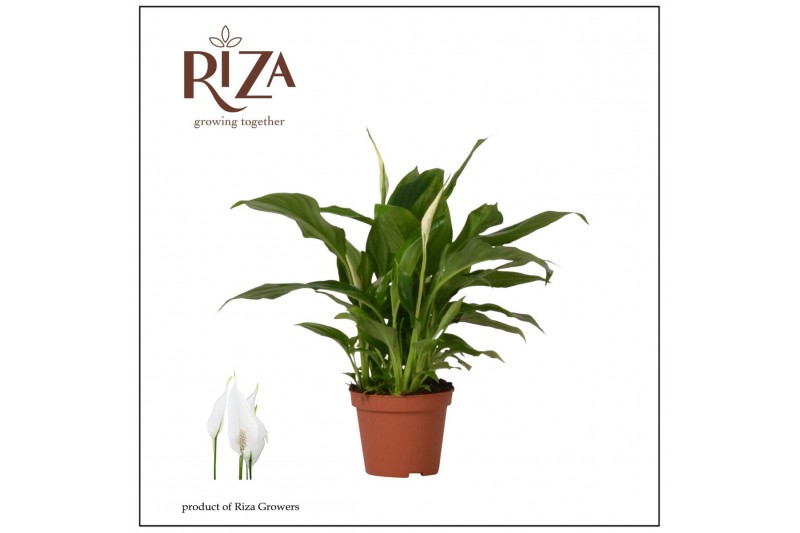 Spathiphyllum chopin 3+ bloem - Zonder hoes 