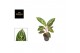 Aglaonema coco green 