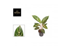 Aglaonema coco green