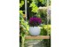 Celosia deep purple caracas decorum + hoes 