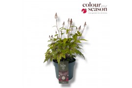 Heucherella tiarelloides indian summer sugar and spice