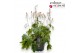 Heucherella tiarelloides indian summer sugar and spice 