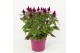 Celosia deep purple caracas decorum + etiket 