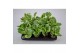 Peperomia obtusifolia variegata usa 
