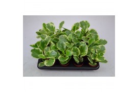 Peperomia obtusifolia variegata usa