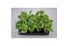 Peperomia obtusifolia variegata usa