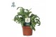 Phlebodium aureum blue star Air So Pure 