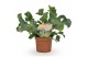 Phlebodium aureum blue star 