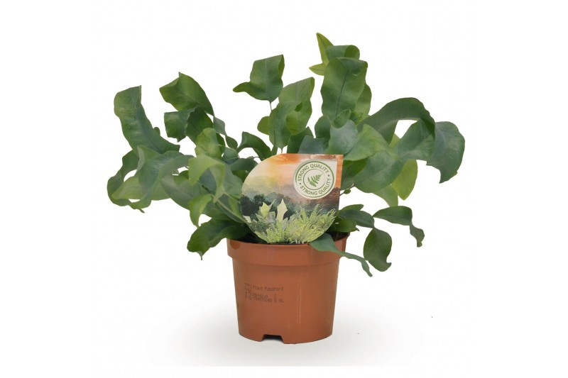 Phlebodium aureum blue star 