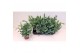 Phlebodium aureum blue star 