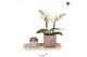 Arrangementen kamerplanten Kolibri Green up your home - Gift Set small 