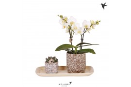 Arrangementen kamerplanten Kolibri Green up your home - Gift Set small