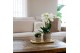 Arrangementen kamerplanten Kolibri Green up your home - Gift Set small 