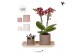 Arrangementen kamerplanten Kolibri Green up your home - Gift Set small 