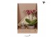 Arrangementen kamerplanten Kolibri Green up your home - Gift Set small 